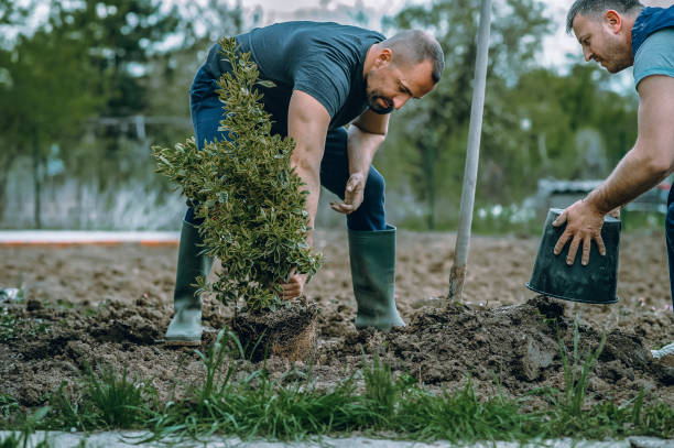 Trusted Berkeley, IL Tree Services Experts