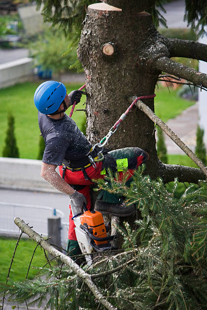 Best Tree Preservation Services  in Berkeley, IL